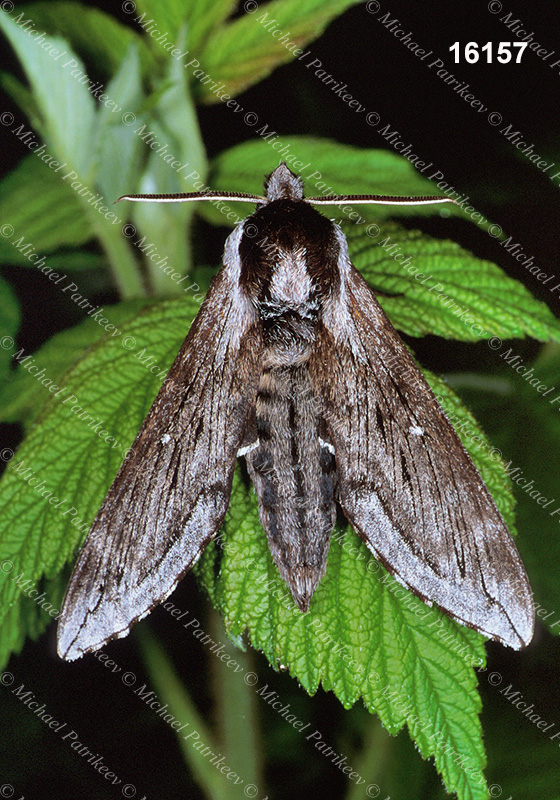 Northern Apple Sphinx (Sphinx poecila)